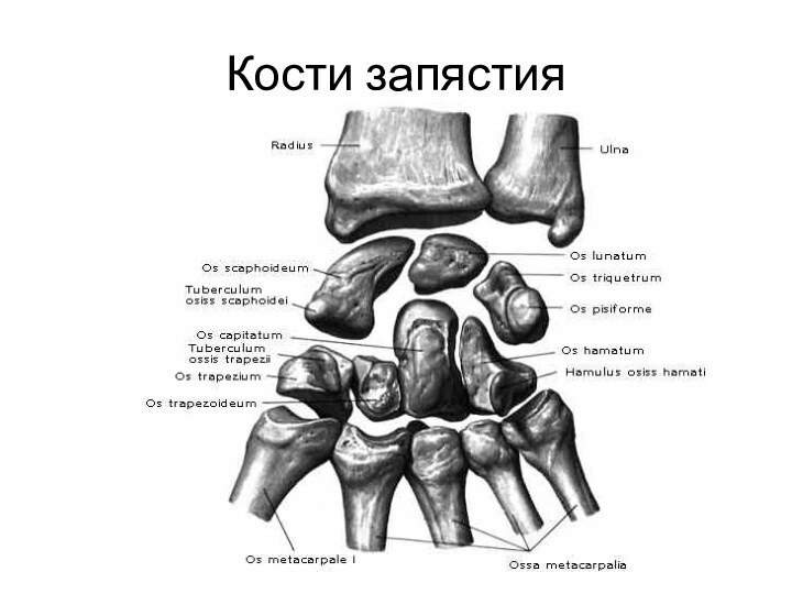 Кости запястия