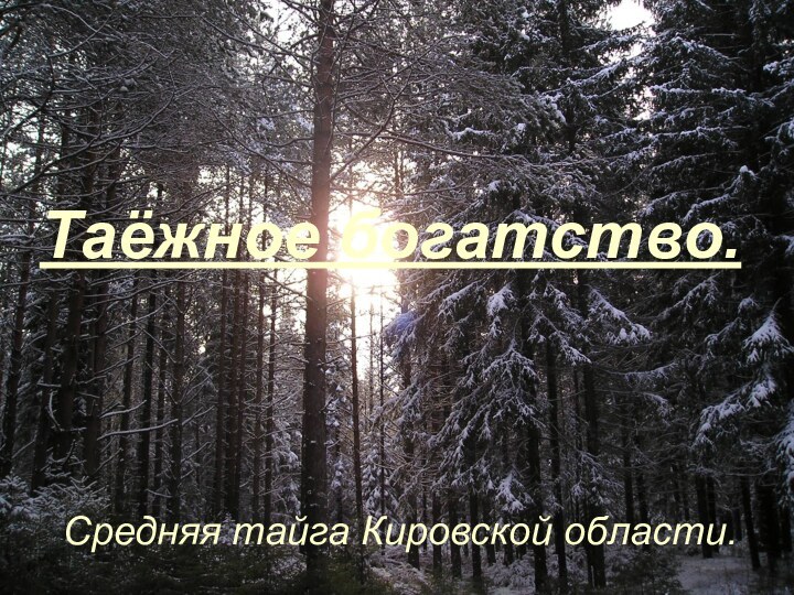 Таёжное богатство.Средняя тайга Кировской области.