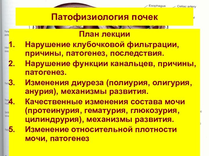 Патофизиология почекПлан лекцииНарушение клубочковой фильтрации, причины, патогенез, последствия.Нарушение функции канальцев, причины, патогенез.Изменения