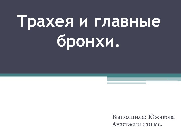 Трахея и главные бронхи.Выполнила: Южакова Анастасия 210 мс.