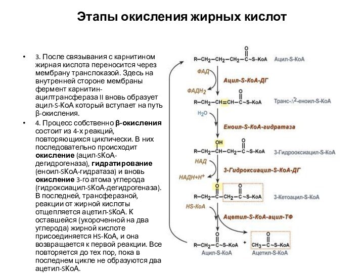 Этапы окисления жирных кислот 3. После связывания с карнитином жирная кислота переносится