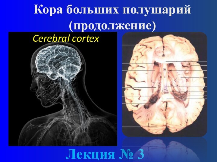 Лекция № 3 Кора больших полушарий (продолжение)Cerebral cortex