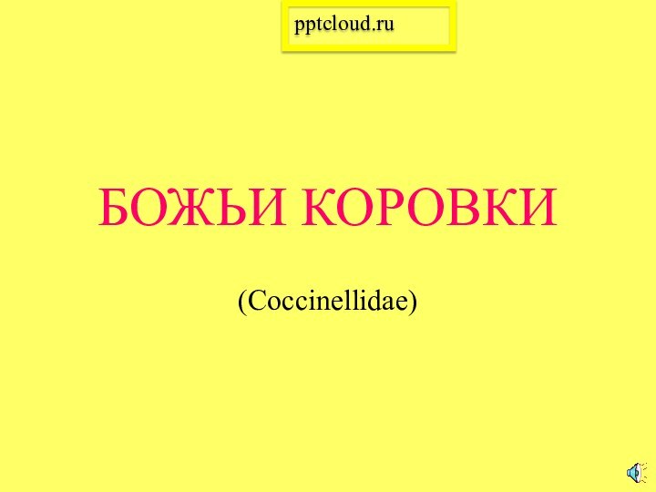 БОЖЬИ КОРОВКИ(Coccinellidae)