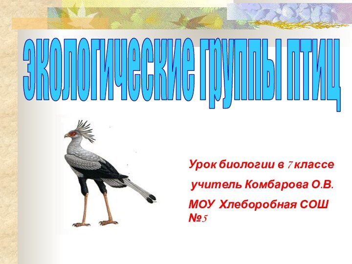 экологические группы птицУрок биологии в 7 классе учитель Комбарова О.В.МОУ Хлеборобная СОШ №5