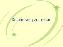 Хвойные растения