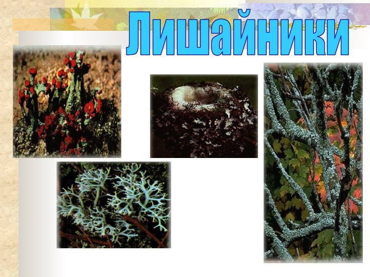 Лишайники