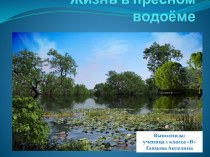 Жизнь в пресном водоеме