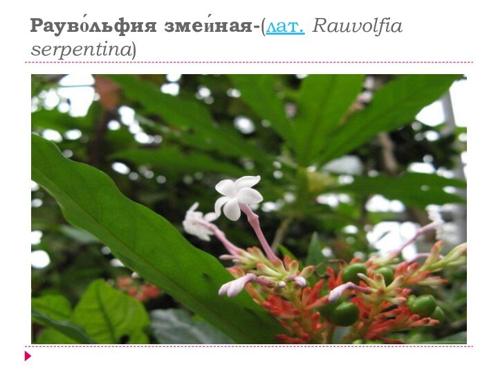 Рауво́льфия змеи́ная-(лат. Rauvolfia serpentina)