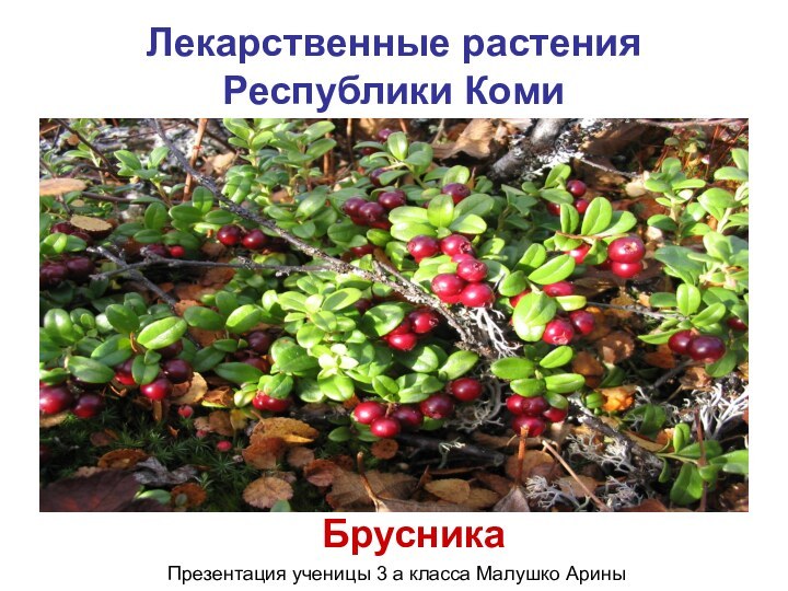 Лекарственные растения  Республики КомиБрусникаПрезентация ученицы 3 а класса Малушко Арины