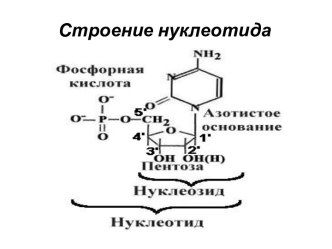 Строение нуклеотида