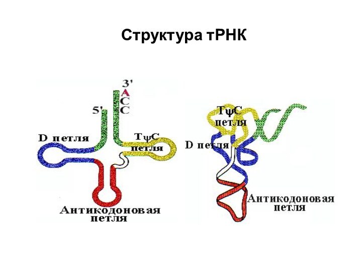 Структура тРНК