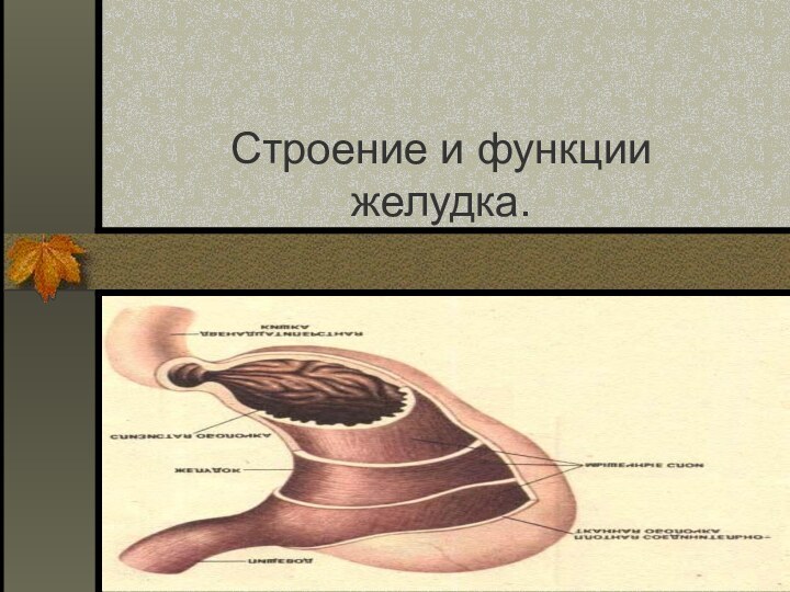 Строение и функции желудка.Практическая работа.