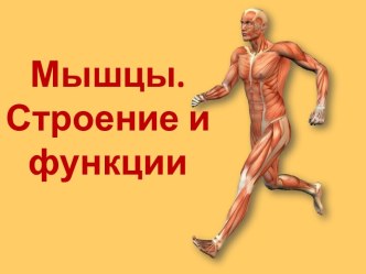 Мышцы. Строение и функции