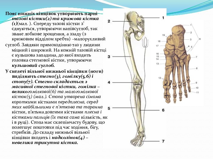 Пояс нижніх кінцівок утворюють парні тазові кістки(2) та крижова кістка(1)(мал. ). Спереду