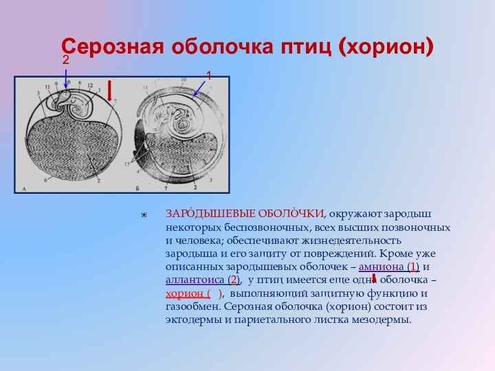 Серозная оболочка птиц (хорион)ЗАРО́ДЫШЕВЫЕ ОБОЛО́ЧКИ, окружают зародыш некоторых беспозвоночных, всех высших позвоночных