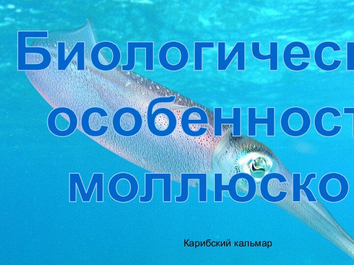 Биологические особенностимоллюсковКарибский кальмар