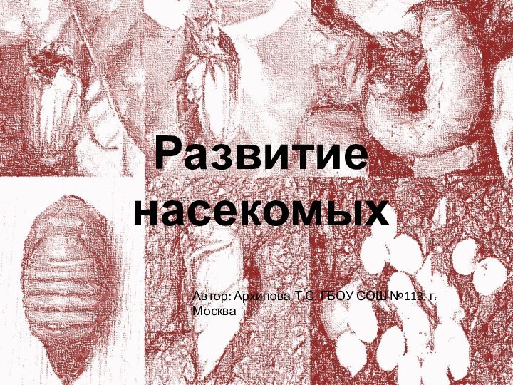 Развитие насекомыхАвтор: Архипова Т.С. ГБОУ СОШ №113. г.Москва