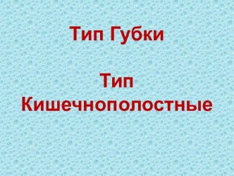 Тип Губки. Тип Кишечнополостные