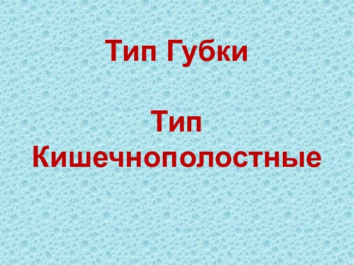 Тип Губки  Тип  Кишечнополостные