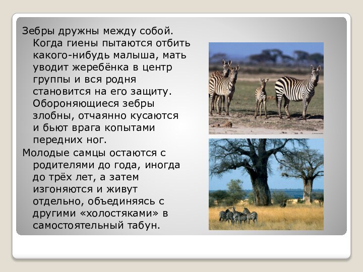 Зебры дружны между собой. Когда гиены пытаются отбить какого-нибудь малыша, мать уводит