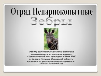 Отряд Непарнокопытные. Зебры