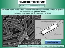 Бактериальная палеонтология