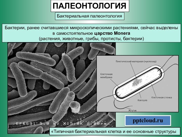 ПАЛЕОНТОЛОГИЯБактериальная палеонтологияБактерии, ранее считавшиеся микроскопическими растениями, сейчас выделены в самостоятельное царство Monera