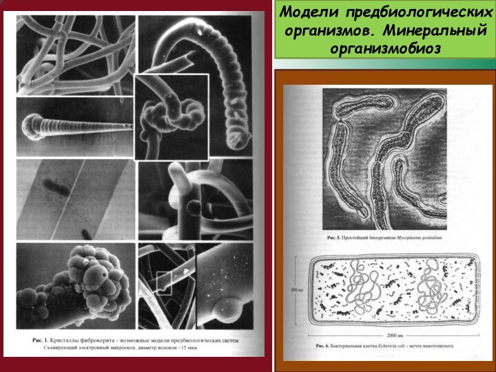 Модели предбиологических организмов. Минеральный организмобиоз