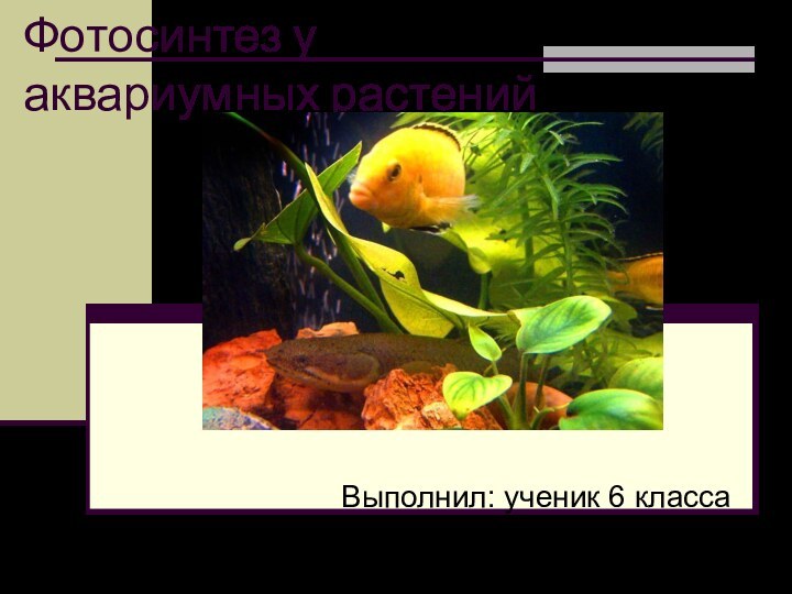 Фотосинтез у аквариумных растенийВыполнил: ученик 6 класса   МОУ СОШ №4 Бояркин Антон