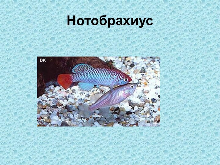 Нотобрахиус