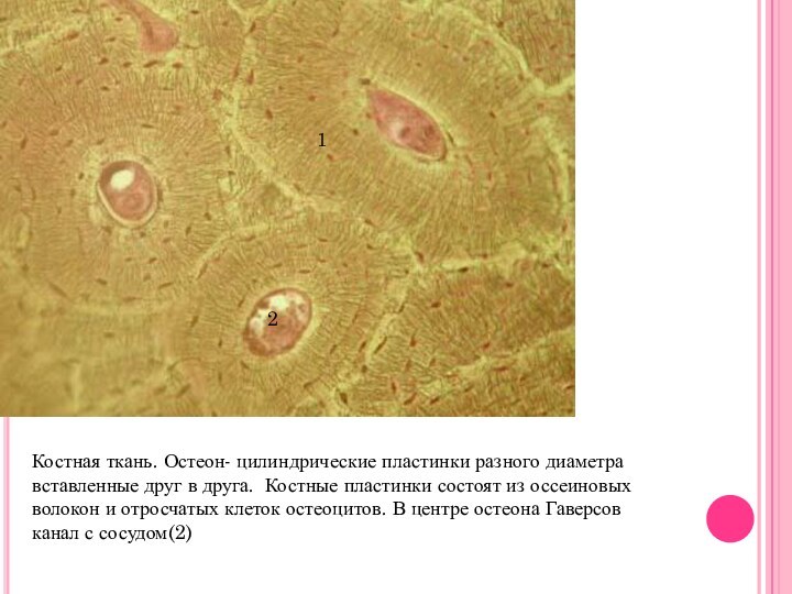 Костная ткань. Остеон- цилиндрические пластинки разного диаметра вставленные друг в друга. Костные