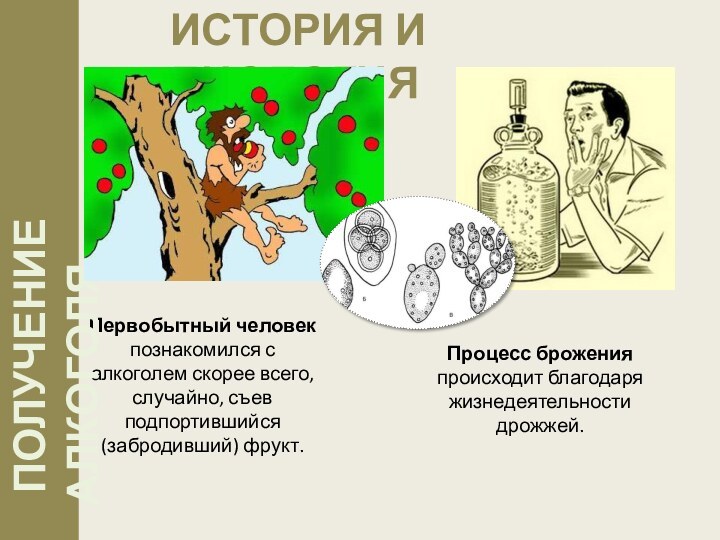 Первобытный человек познакомился с алкоголем скорее всего, случайно, съев подпортившийся (забродивший) фрукт.