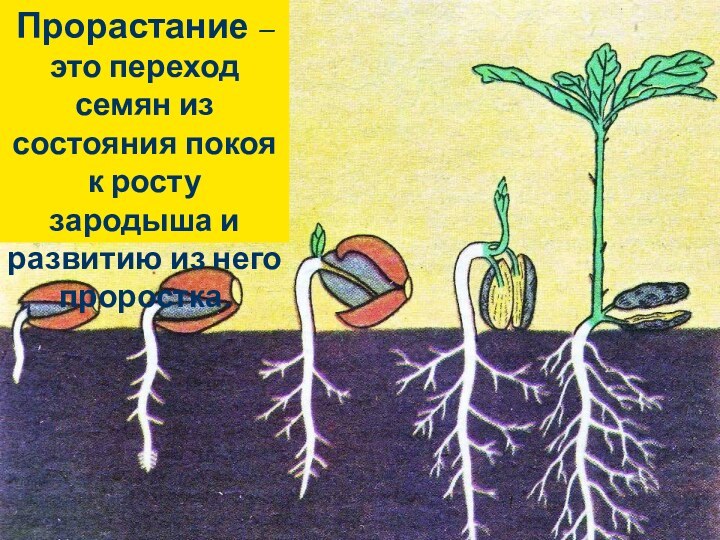 Прорастание – это переход семян из состояния покоя к росту зародыша и развитию из него проростка.