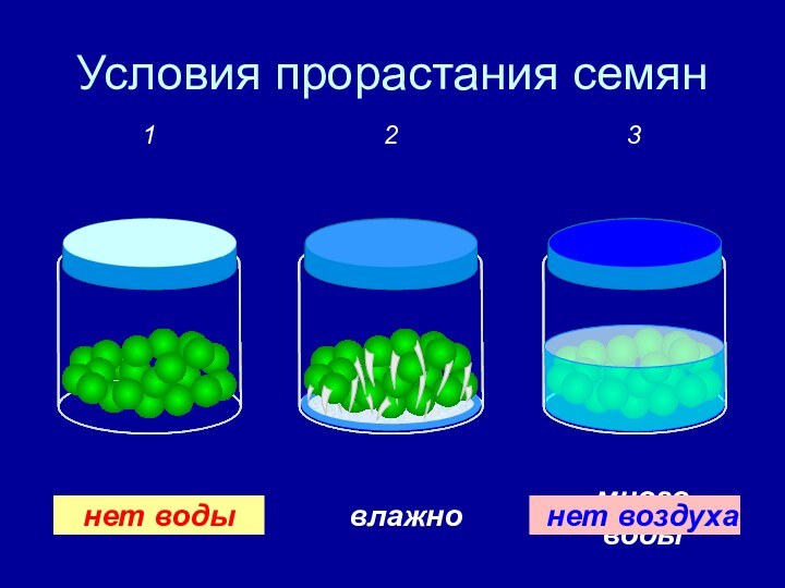 Условия прорастания семянсуховлажномного воды123нет воздуханет воды