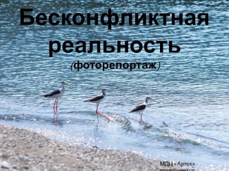 Бесконфликтная реальность(фоторепортаж)