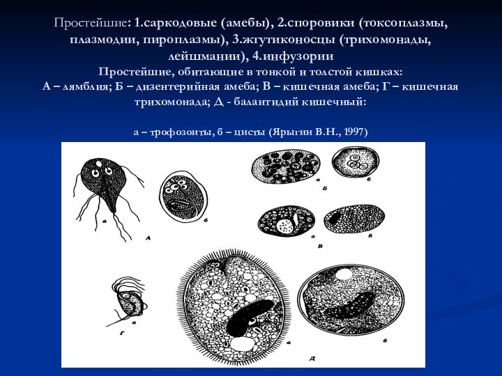 Простейшие: 1.саркодовые (амебы), 2.споровики (токсоплазмы, плазмодии, пироплазмы), 3.жгутиконосцы (трихомонады, лейшмании), 4.инфузории Простейшие,