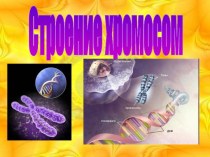 Строение хромосом
