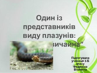 Звичайна гадюка належить до родинигадюковихзмій. Цей плазунєнайпоширенішоюотруйноюзмією в ЦентральнійЄвропі. На щастя, вона доситьмиролюбна.