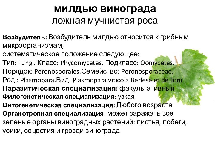 милдью винограда  ложная мучнистая роса  Возбудитель: Возбудитель милдью относится к грибным