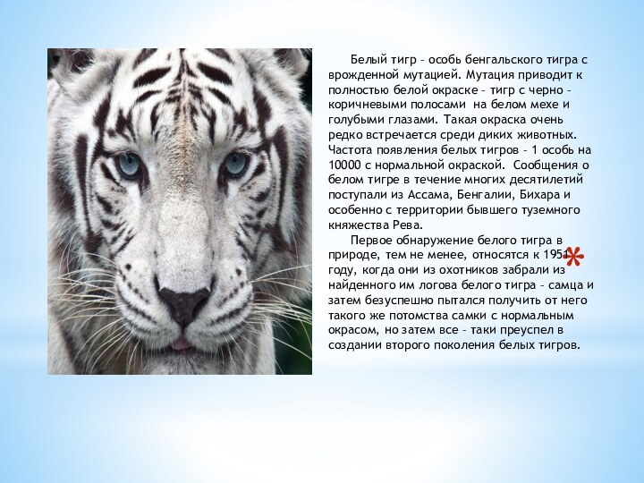 Белый тигр – особь бенгальского тигра с врожденной