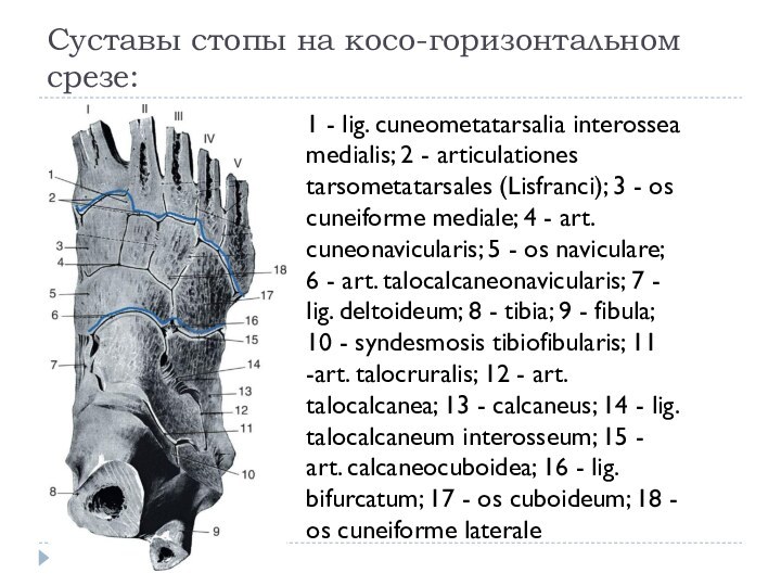 Суставы стопы на косо-горизонтальном срезе:1 - lig. cuneometatarsalia interossea medialis; 2 -