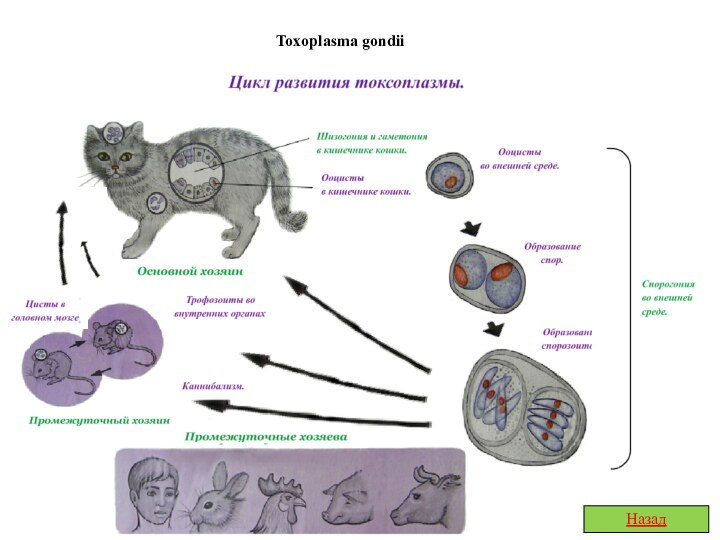 Toxoplasma gondiiНазад