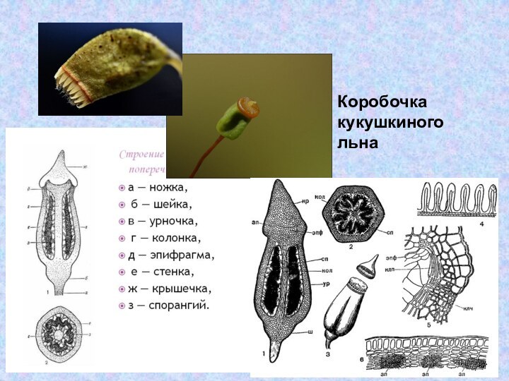 Коробочка кукушкиного льна