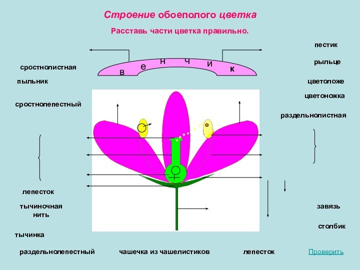 Строение обоеполого цветкавенчиклепестоклепестокпыльниктычиночная нитьтычинкарыльцестолбикзавязьпестикчашечка из чашелистиковцветоложецветоножкараздельнолепестныйсростнолепестныйсростнолистнаяраздельнолистнаяПроверитьРасставь части цветка правильно.