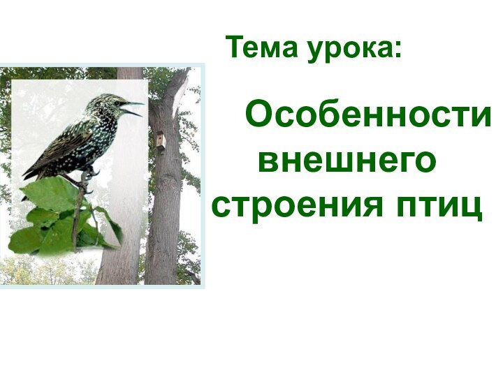 Тема урока:   Особенности внешнего    строения птиц