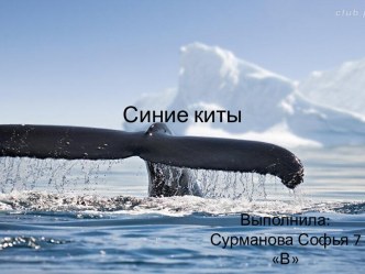 Синие киты