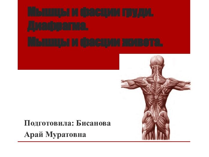 Мышцы и фасции груди. Диафрагма.  Мышцы и фасции живота.Подготовила: Бисанова Арай Муратовна