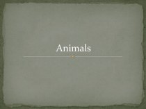 Animals