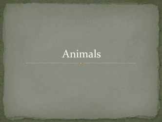 Animals