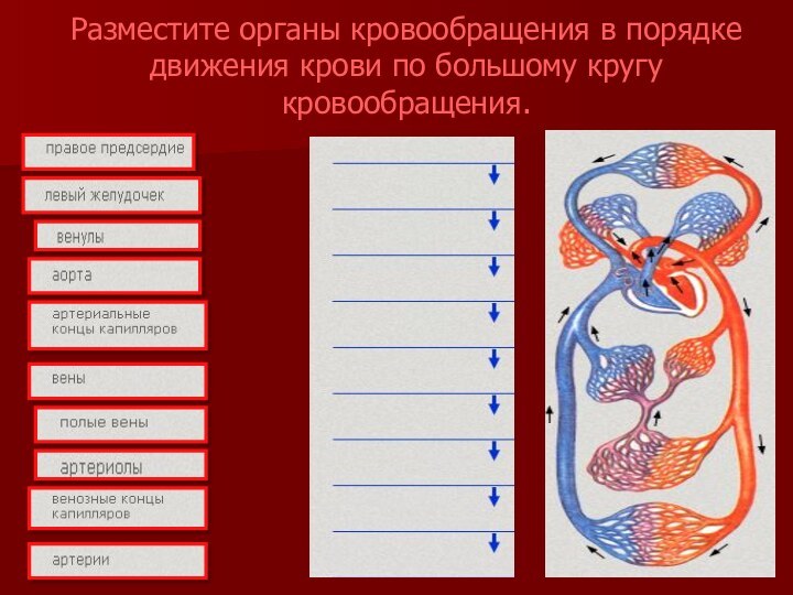 Разместите органы кровообращения в порядке движения крови по большому кругу кровообращения.